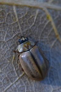 <i>Aphidecta obliterata</i>