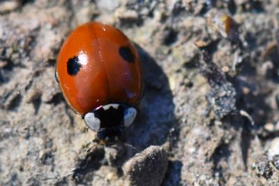 <i>Adalia bipunctata</i>