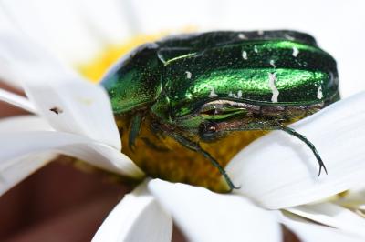 <i>Cetonia aurata</i>