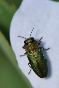 <i>Anthaxia nitidula</i>