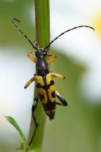 <i>Rutpela maculata</i>