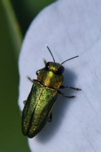 <i>Anthaxia nitidula</i>