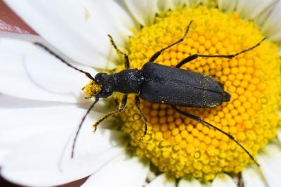 <i>Anastrangalia dubia</i>