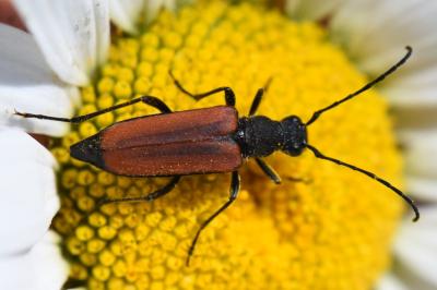 <i>Anastrangalia dubia</i>