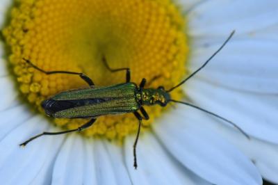 <i>Oedemera nobilis</i>
