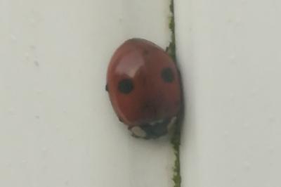 <i>Adalia bipunctata</i>
