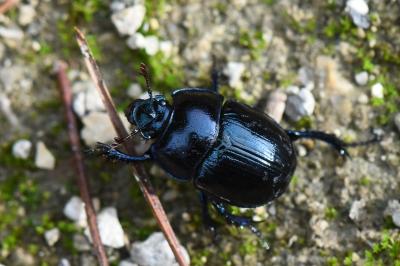 <i>Anoplotrupes stercorosus</i>