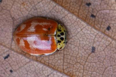 <i>Harmonia quadripunctata</i>