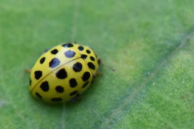 Psyllobora vigintiduopunctata