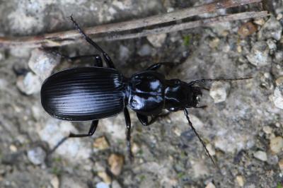 <i>Pterostichus madidus</i>
