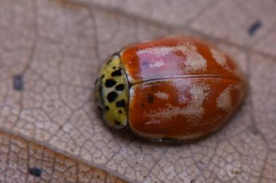 <i>Harmonia quadripunctata</i>