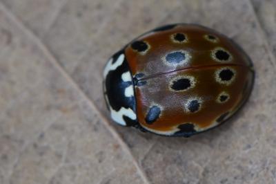<i>Anatis ocellata</i>