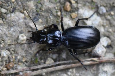 <i>Pterostichus madidus</i>