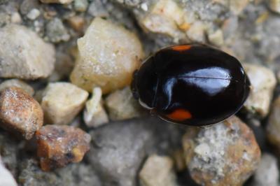 <i>Adalia decempunctata</i>