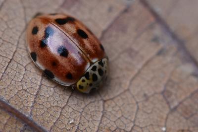 <i>Harmonia quadripunctata</i>
