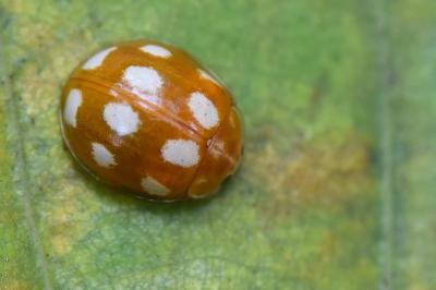 <i>Calvia decemguttata</i>