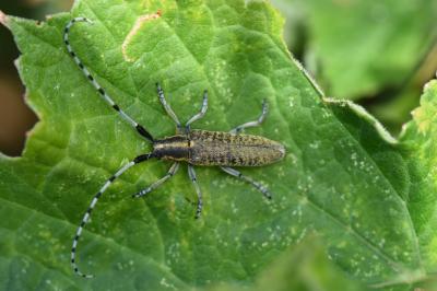 <i>Agapanthia villosoviridescens</i>