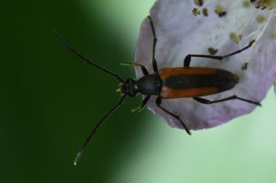 <i>Stenurella melanura</i>