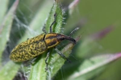 <i>Lixus filiformis</i>