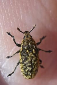 <i>Rhinocyllus conicus</i>