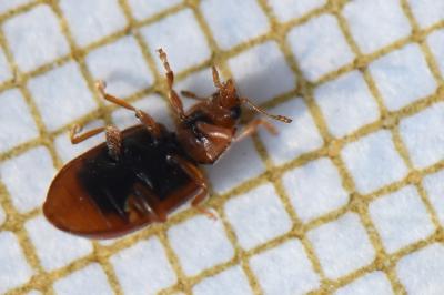 <i>Coccidula rufa</i>