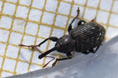 <i>Notaris acridulus</i>