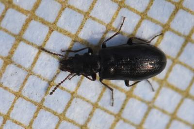 <i>Rabocerus foveolatus</i>
