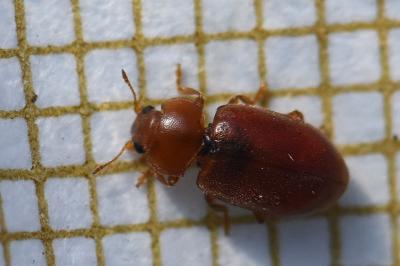 <i>Coccidula rufa</i>