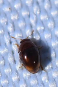 <i>Stilbus testaceus</i>