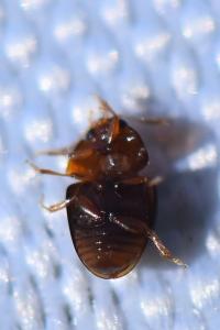 <i>Stilbus testaceus</i>