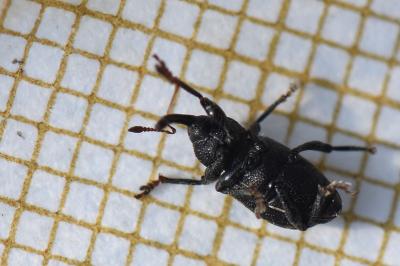 <i>Notaris acridulus</i>
