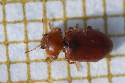 <i>Coccidula rufa</i>