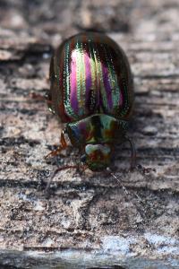 <i>Chrysolina americana</i>