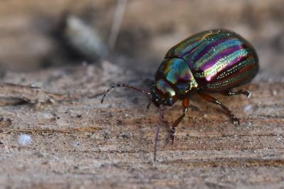 Chrysolina americana