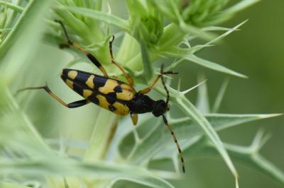 <i>Rutpela maculata</i>