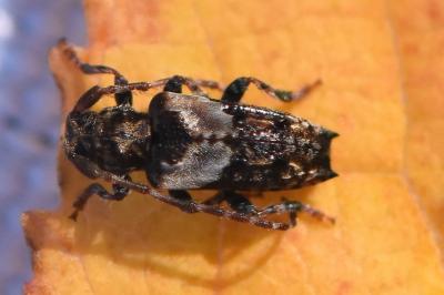 <i>Pogonocherus hispidus</i>