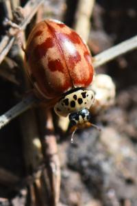 <i>Harmonia quadripunctata</i>