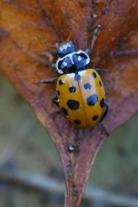 <i>Hippodamia variegata</i>