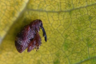 <i>Anthonomus</i>