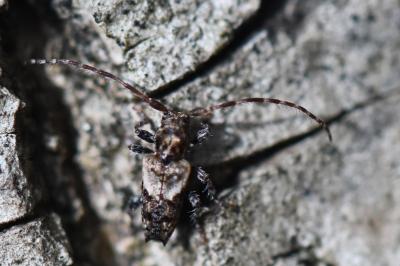 <i>Pogonocherus hispidus</i>
