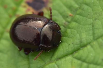 <i>Chrysolina staphylaea</i>