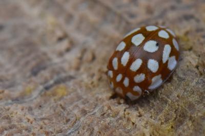 <i>Sospita vigintiguttata</i>