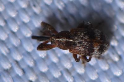 <i>Anthonomus</i>