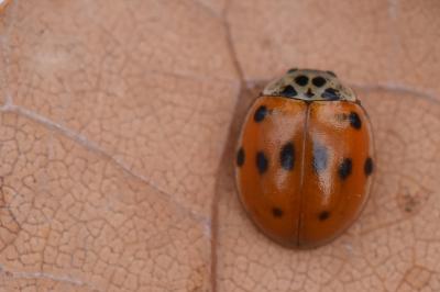 <i>Adalia decempunctata</i>