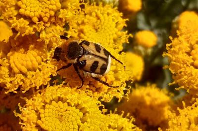 <i>Trichius gallicus</i>