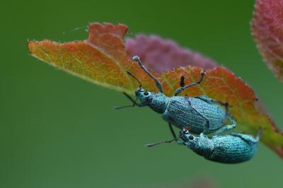 <i>Polydrusus planifrons</i>