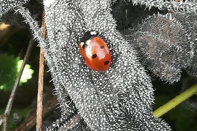 <i>Coccinella septempunctata</i>