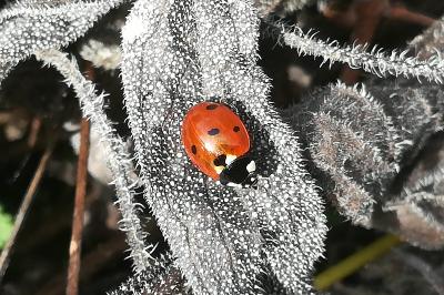 <i>Coccinella septempunctata</i>