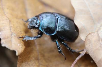 <i>Anoplotrupes stercorosus</i>