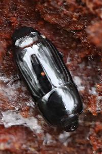 <i>Platysoma elongatum</i>